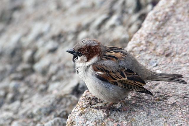 微信投票讯鸟互动曲艺真的可以振兴吗