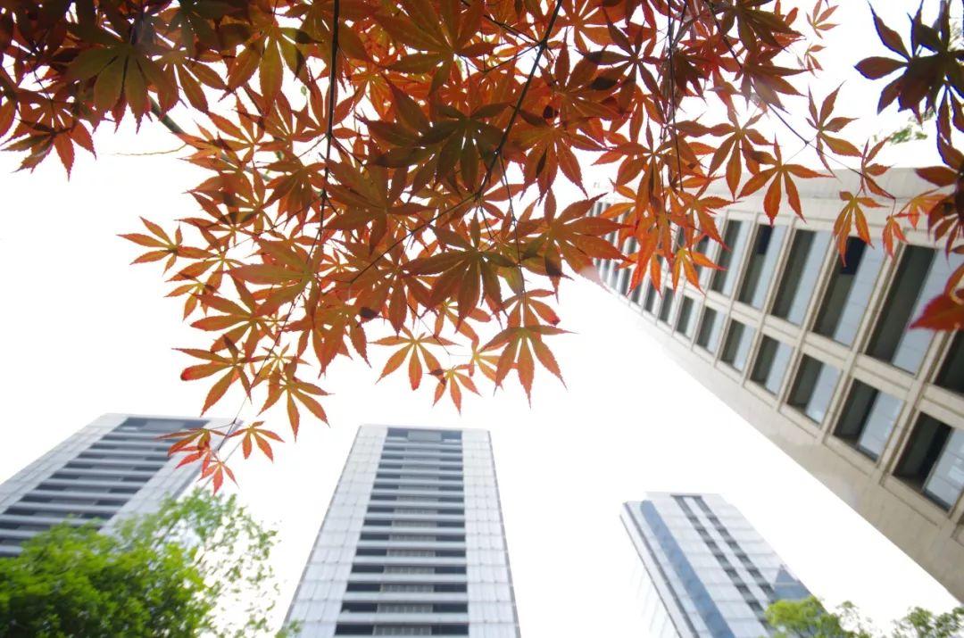 微信可以买点赞吗如果你叫别人给你朋友圈点赞