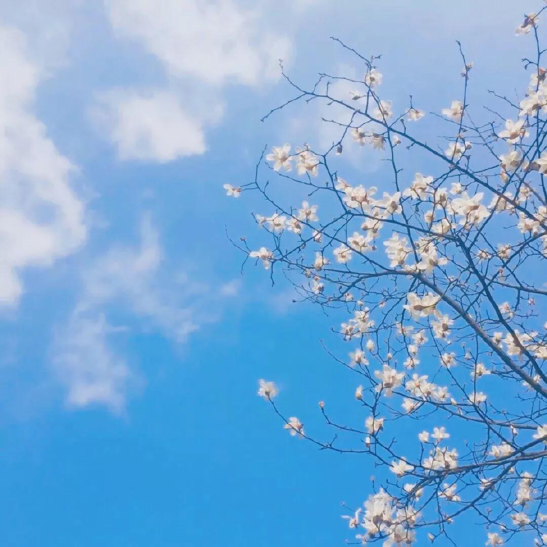 微信点赞收费吗领导在微信里放个屁下属都要点赞