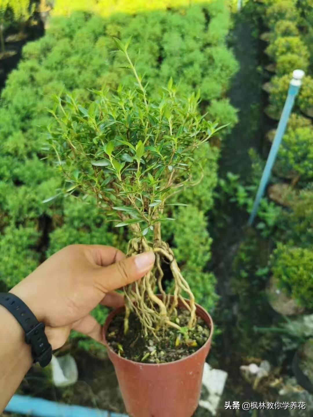 为什么好友给好友点赞我看不到女孩不让我看她朋友圈